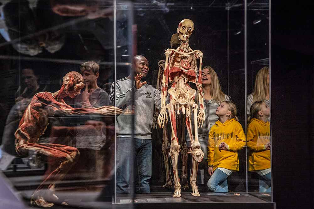 picture BODY WORLDS